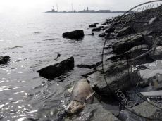 Свинья-морская_Большой-Утриш